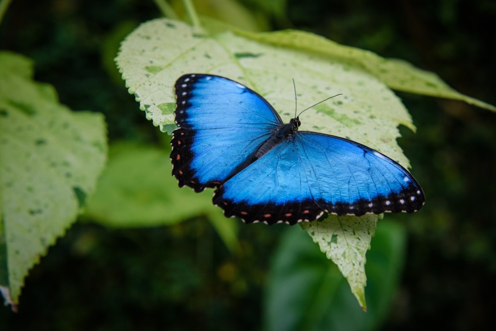 Blue butterfly resting on green leaf