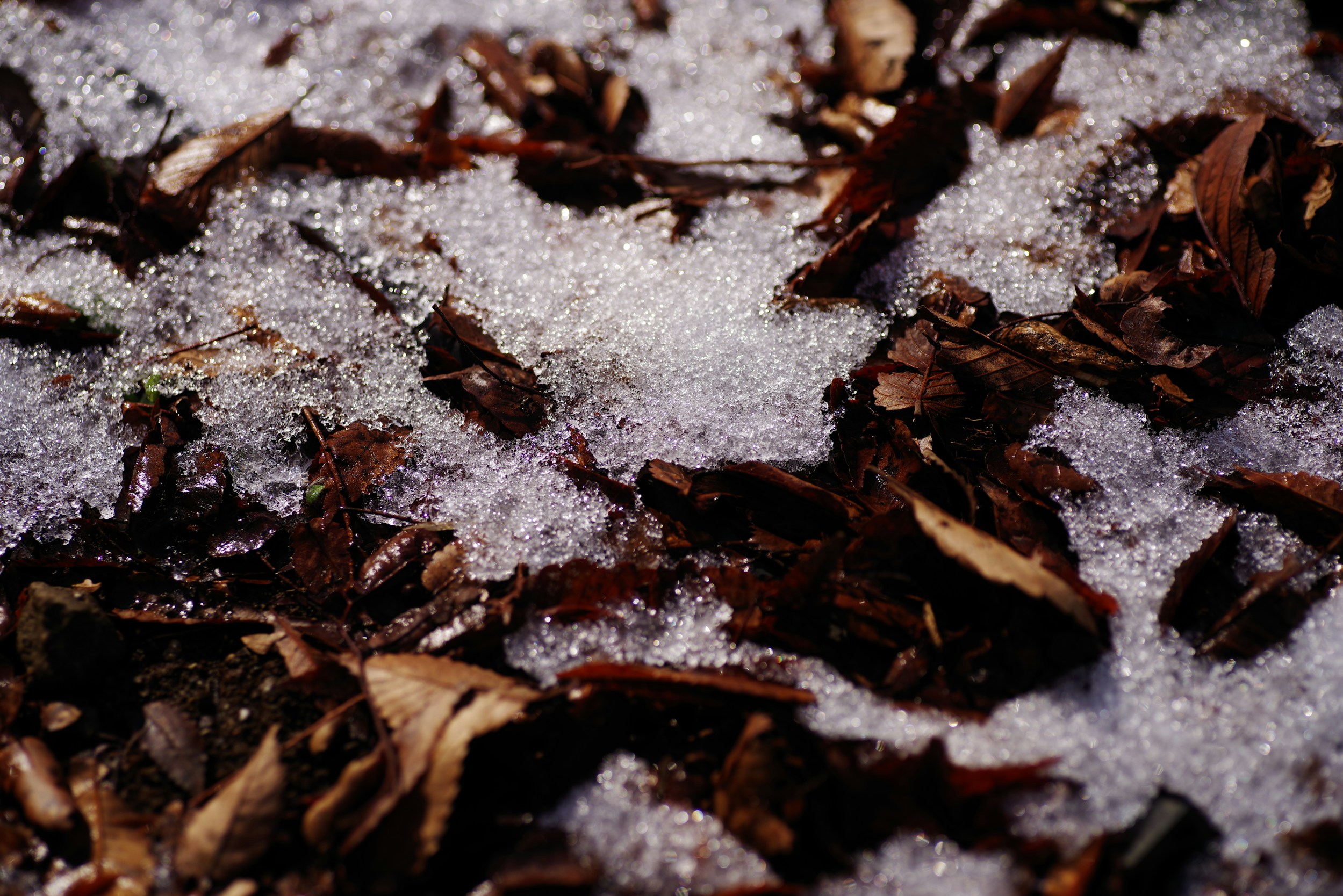 Brown leaves scattered on melting snow.