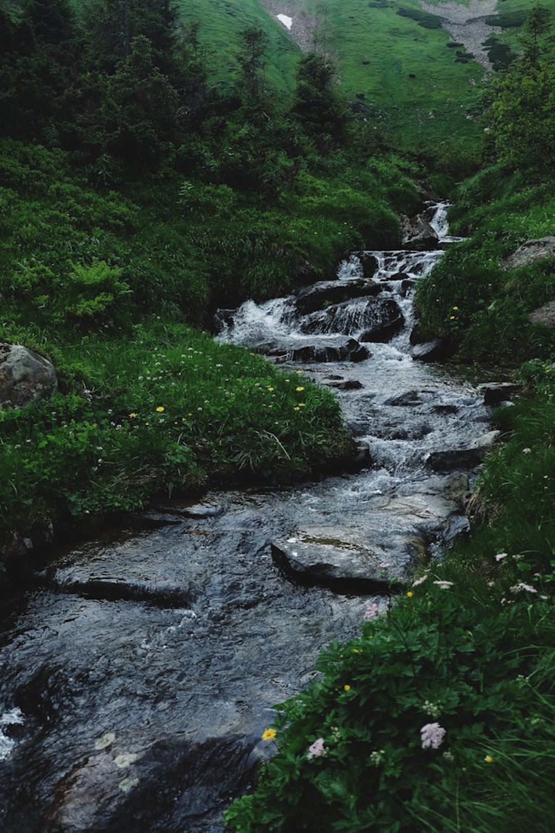 Mountain stream with rocks and green grass