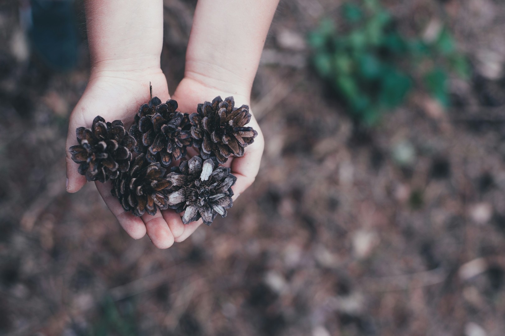 Hands holding several pine cones outdoors.