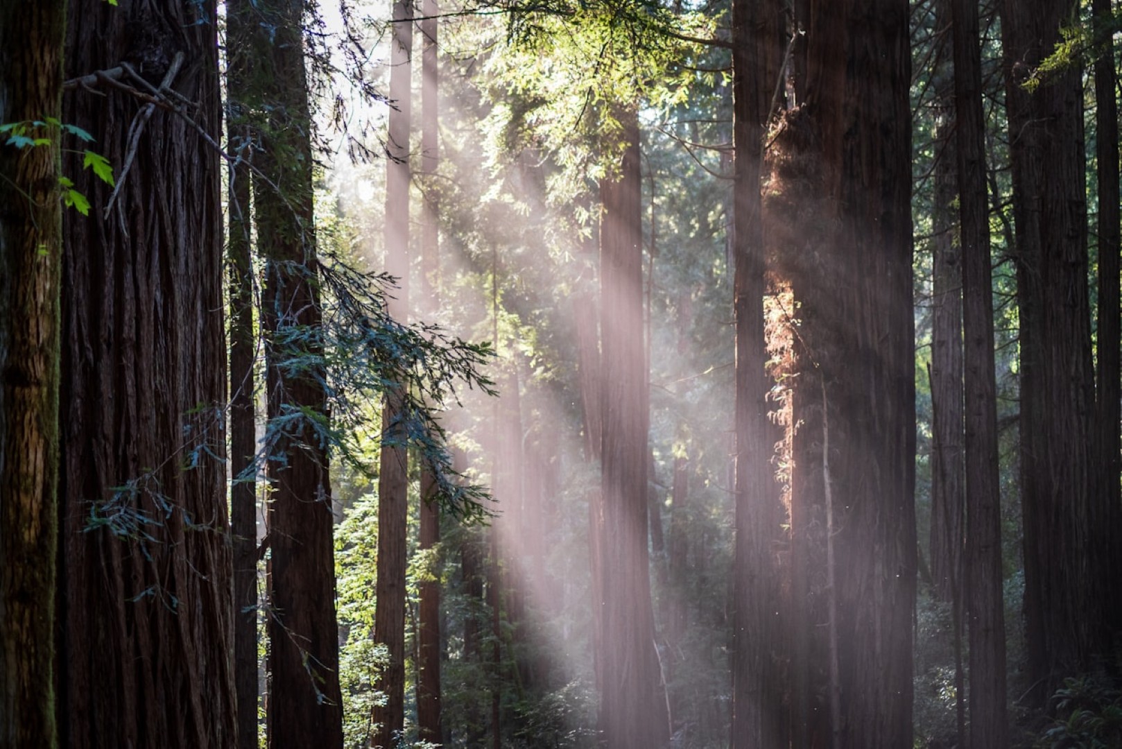 Sunlight beams through dense forest trees