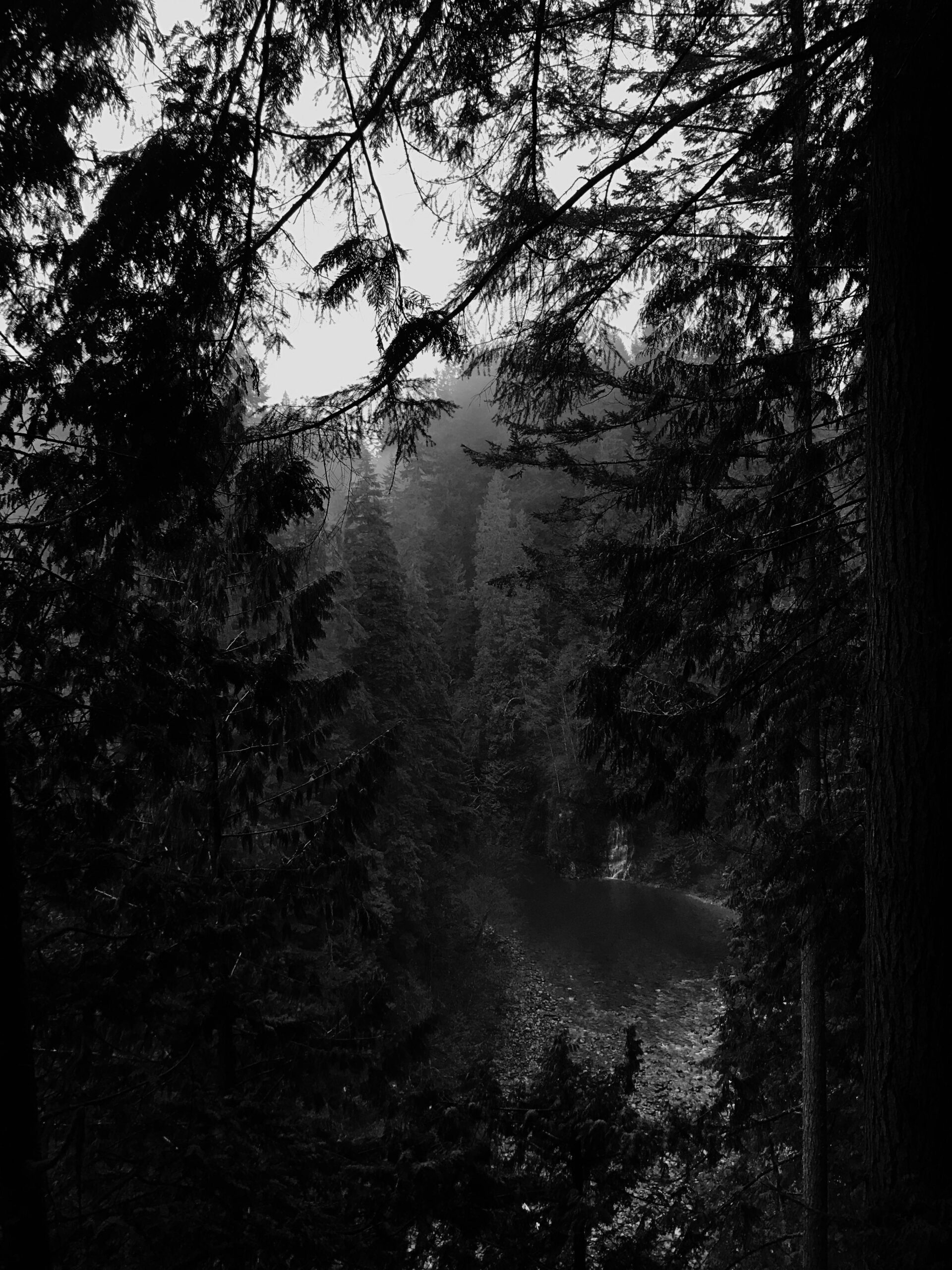 Black and white forest with a river view.
