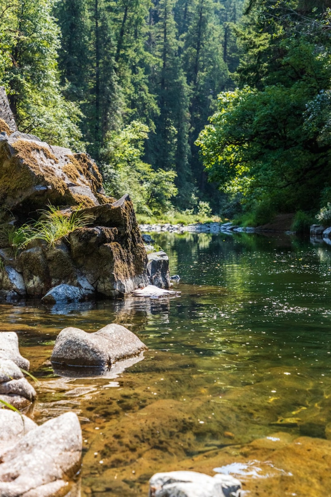 Serene forest creek with clear water and rocks