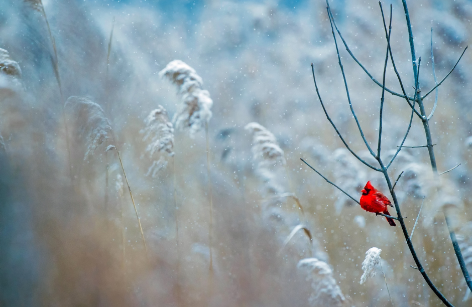 Red cardinal on branch in snowy field.