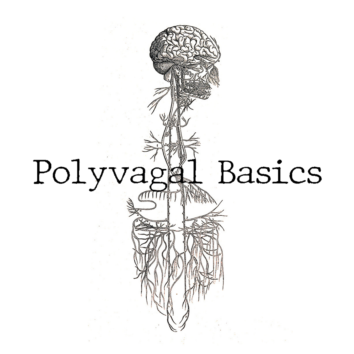 A drawing depicting of the vagas nerve as espoused by the Polyvagal Theory.