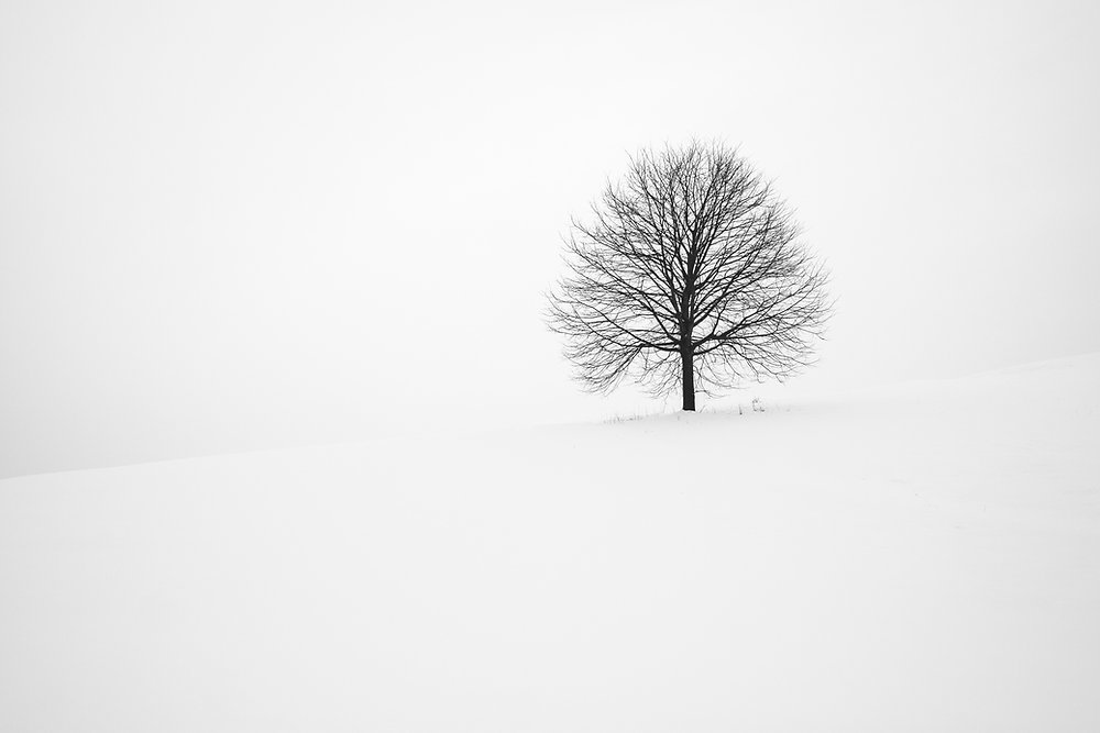 Lone tree on snowy landscape